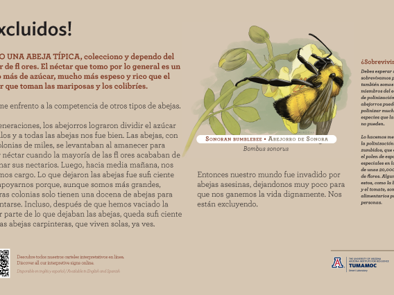 Spanish Sonoran Bumblebee species sign with descriptive text and color illustration. 