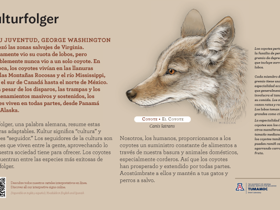 Spanish Coyote species sign with descriptive text and color illustration. 
