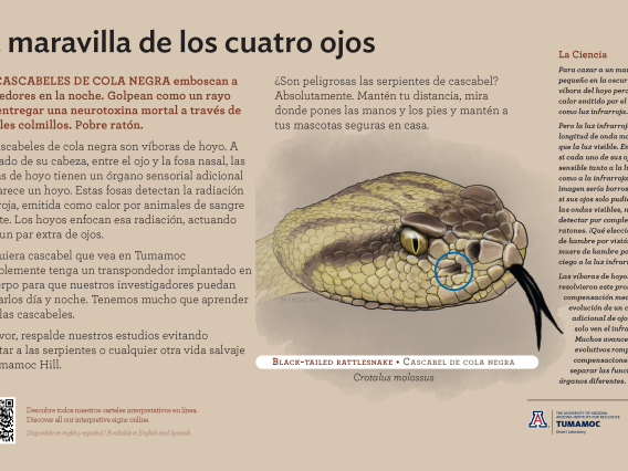 Spanish Black-Tailed Rattlesnake species sign with descriptive text and color illustration. 