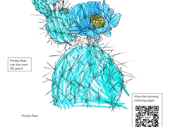 coloring page of prickly pear cactus