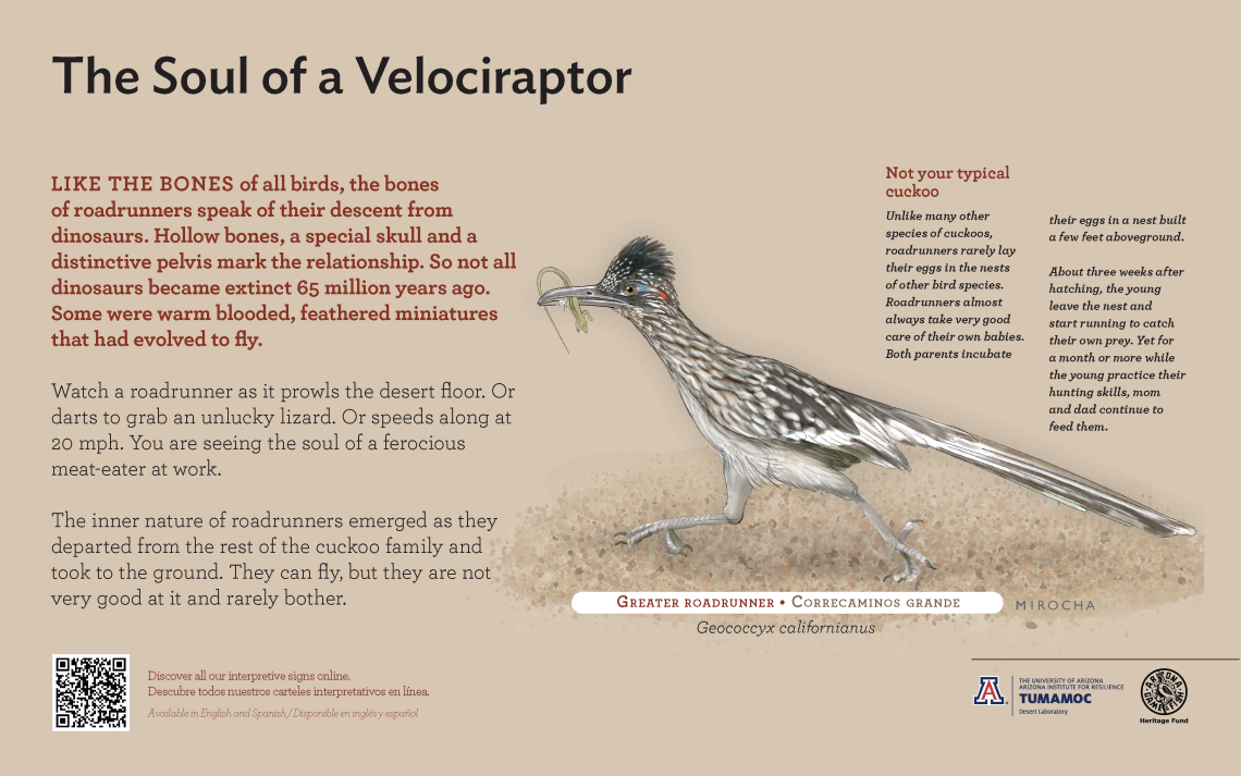 Greater Roadrunner species sign with descriptive text and color illustration. 