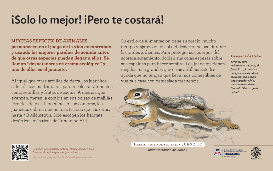 Spanish Squirrel species sign with descriptive text and color illustration. 