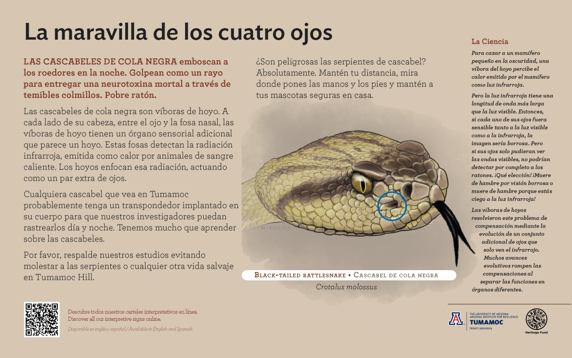 Spanish Black-Tailed Rattlesnake species sign with descriptive text and color illustration. 