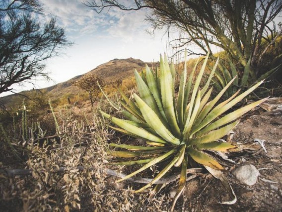 Agave plant