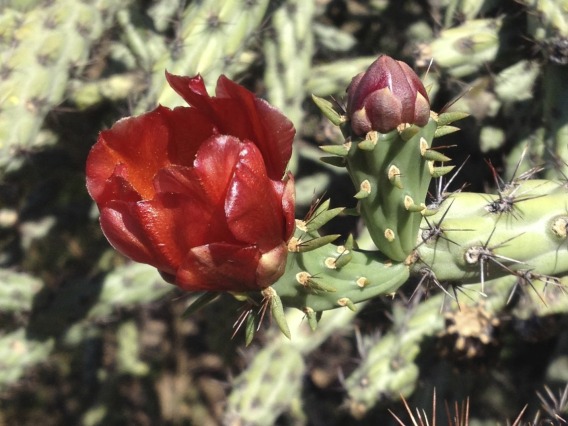 Flower and young, ready-to-harvest cholla bud (Cylindropuntia versicolor). Photo by Martha A. Burgess.