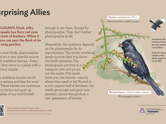 Phainopepla bird species sign with descriptive text and color illustration. 