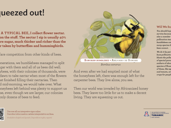 Sonoran Bumblebee species sign with descriptive text and color illustration. 