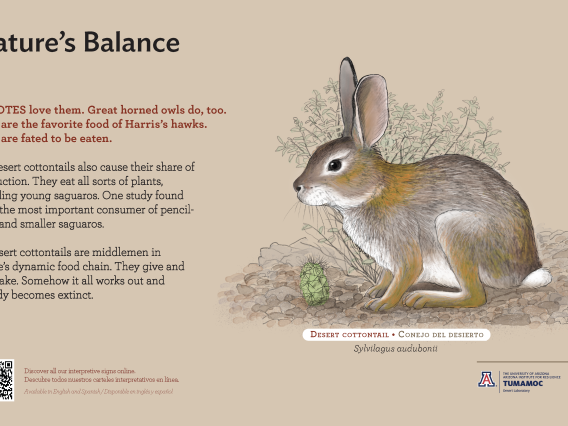 Desert Cottontail species sign with descriptive text and color illustration. 