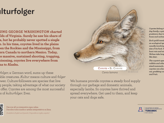 Coyote species sign with descriptive text and color illustration. 
