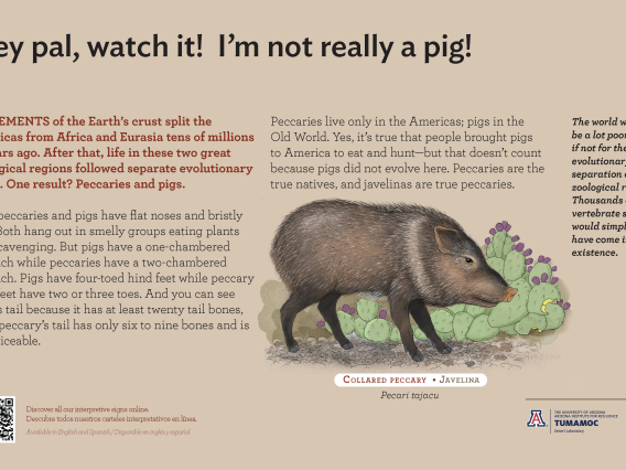 Javelina species sign with descriptive text and color illustration. 