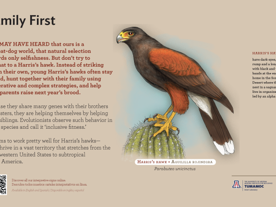 Harris's Hawk species sign with descriptive text and color illustration. 