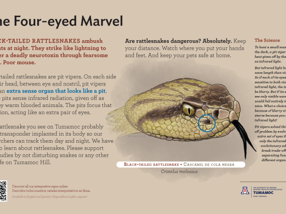Black-Tailed Rattlesnake species sign with descriptive text and color illustration. 