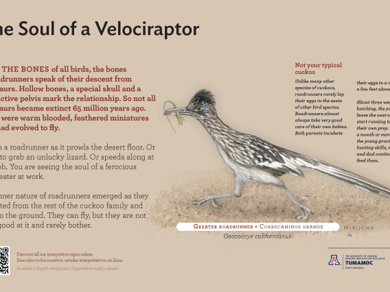 Greater Roadrunner species sign with descriptive text and color illustration. 