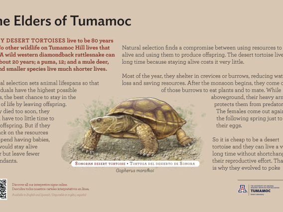 Sonoran Desert Tortoise species sign with descriptive text and color illustration. 