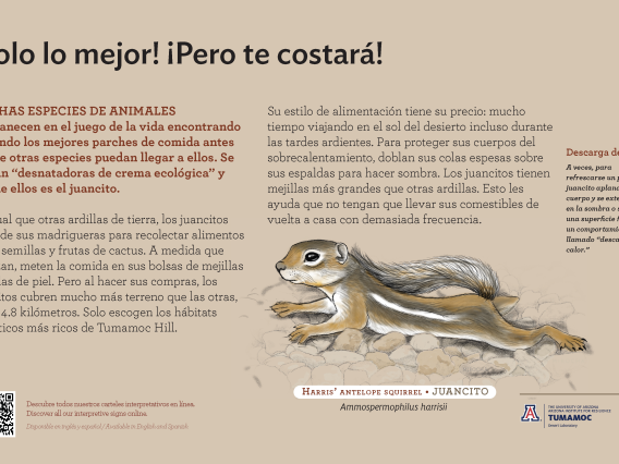 Spanish Squirrel species sign with descriptive text and color illustration. 