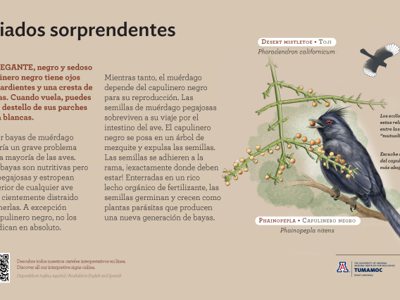 Spanish Phainopepla bird species sign with descriptive text and color illustration. 