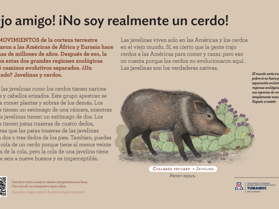 Spanish Javelina species sign with descriptive text and color illustration. 