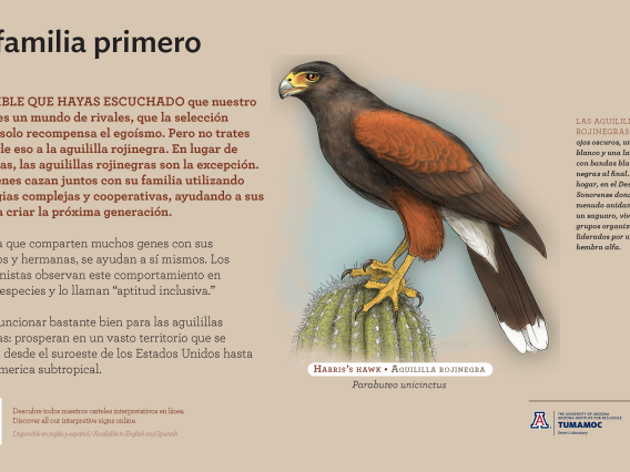 Spanish Harris's Hawk species sign with descriptive text and color illustration. 