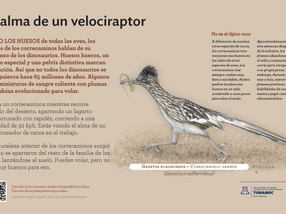 Spanish Greater Roadrunner species sign with descriptive text and color illustration. 