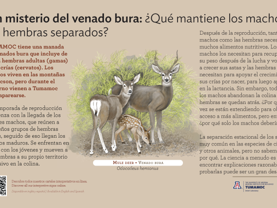 Spanish Mule Deer species sign with descriptive text and color illustration. 