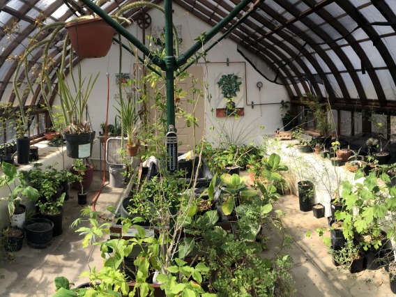  The Desert Laboratory greenhouse today.