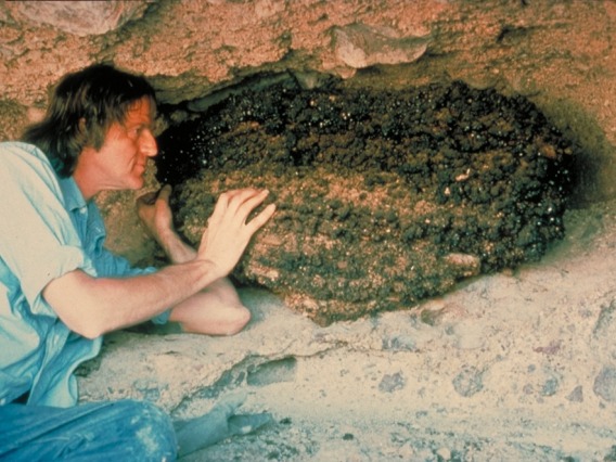  Previous Desert Laboratory Director Paul S. Martin (1928-2010) with a packrat midden. 