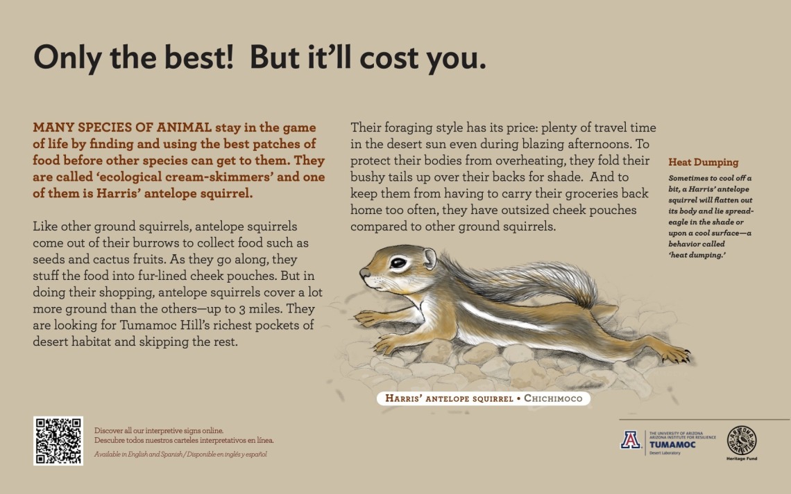 Poster with text explaining ground squirrels with illustration of ground squirrel and QR code leading to the interpretive signs page. 