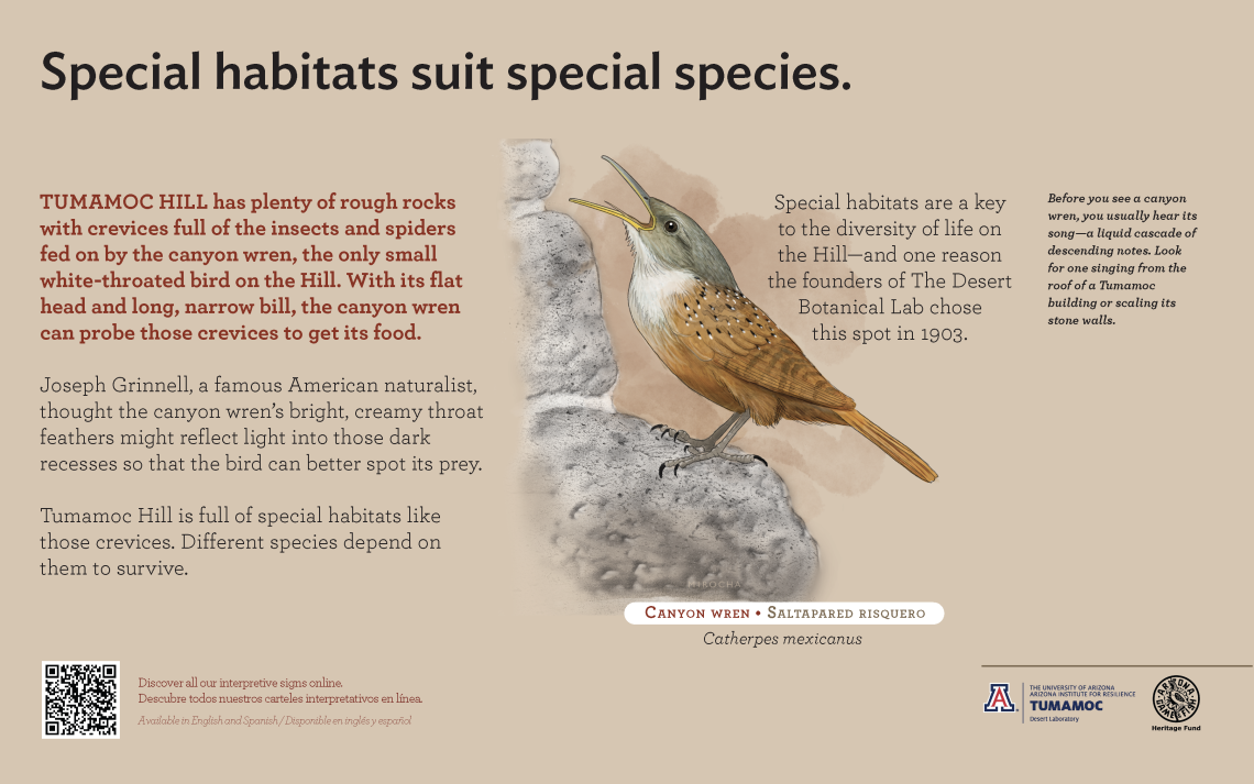 Canyon Wren species sign with descriptive text and color illustration. 