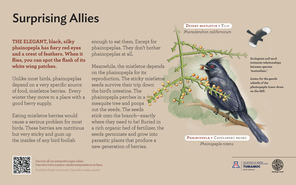 Phainopepla bird species sign with descriptive text and color illustration. 