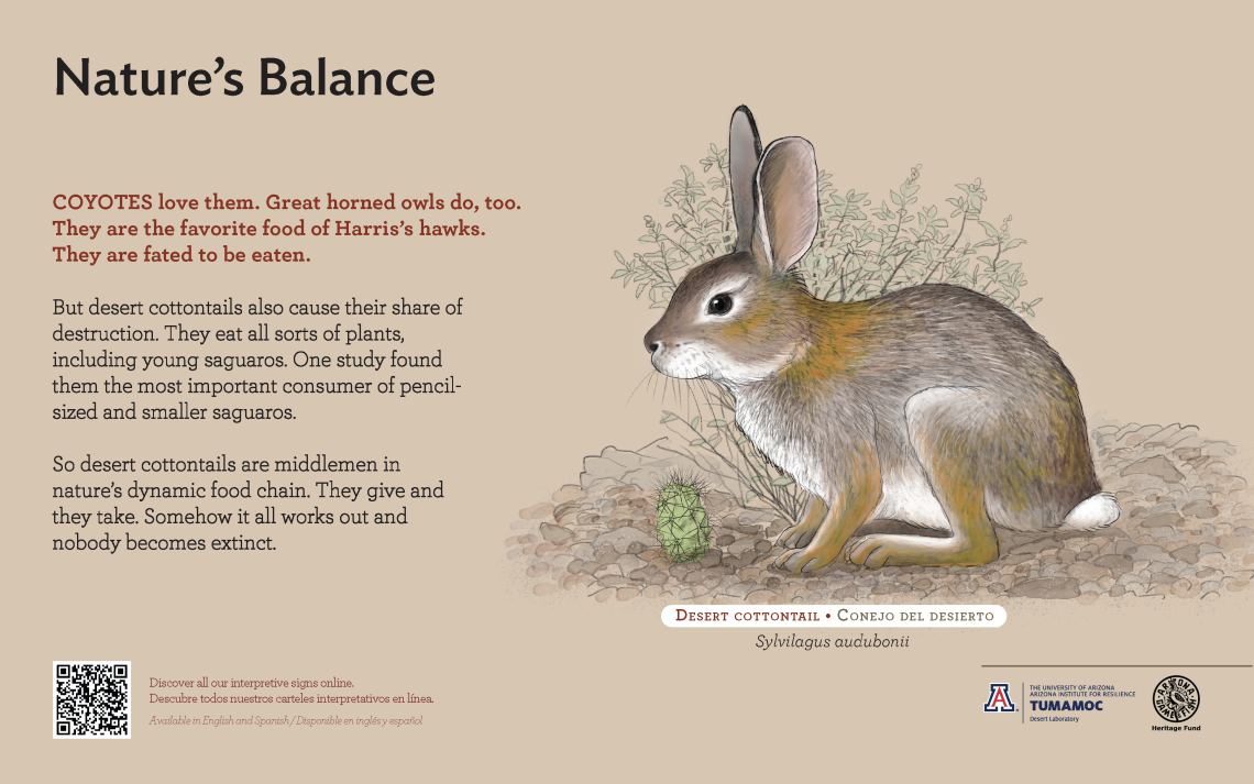 Desert Cottontail species sign with descriptive text and color illustration. 