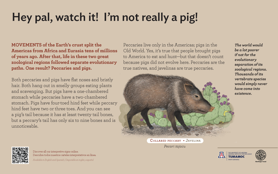 Javelina species sign with descriptive text and color illustration. 