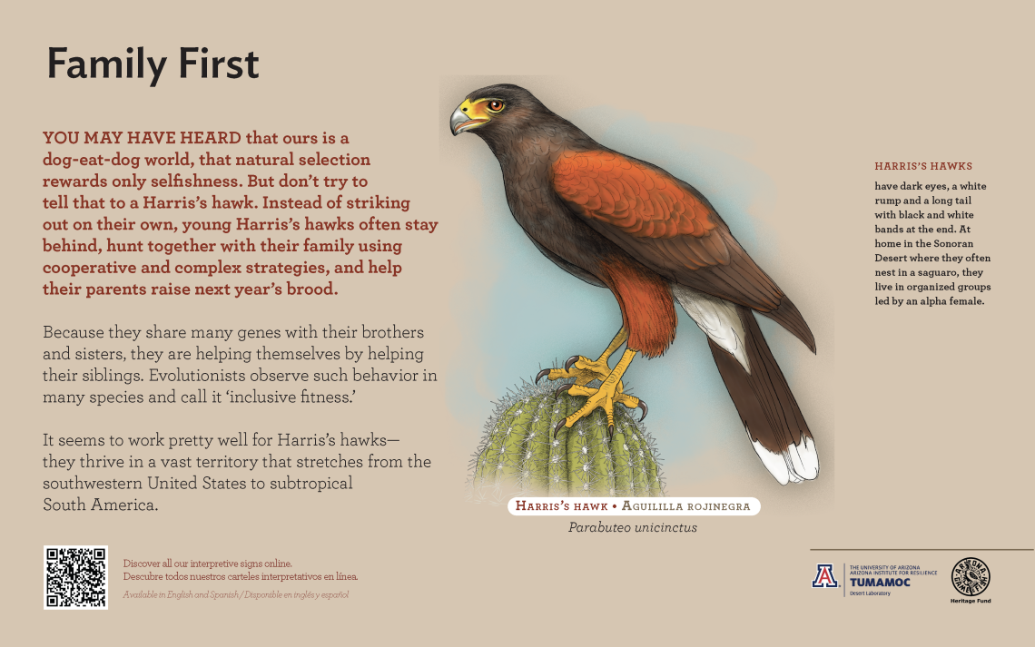 Harris's Hawk species sign with descriptive text and color illustration. 