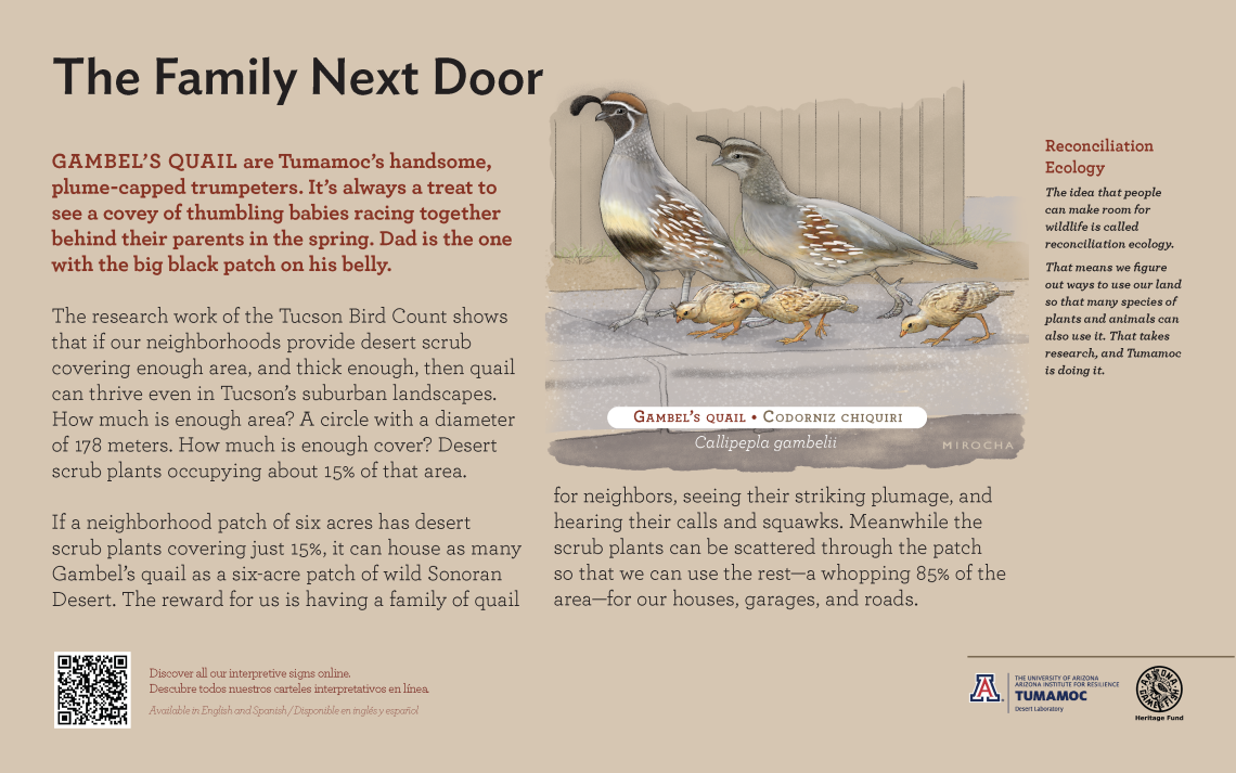 Gambel's Quail species sign with descriptive text and color illustration. 