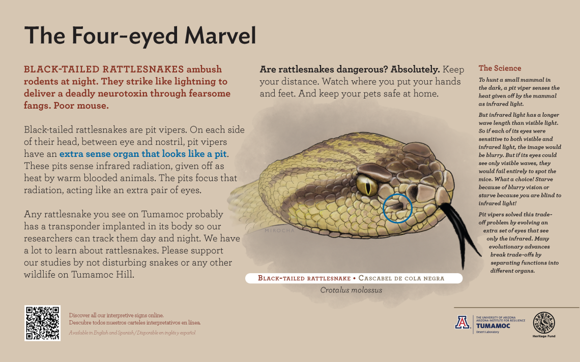 Black-Tailed Rattlesnake species sign with descriptive text and color illustration. 