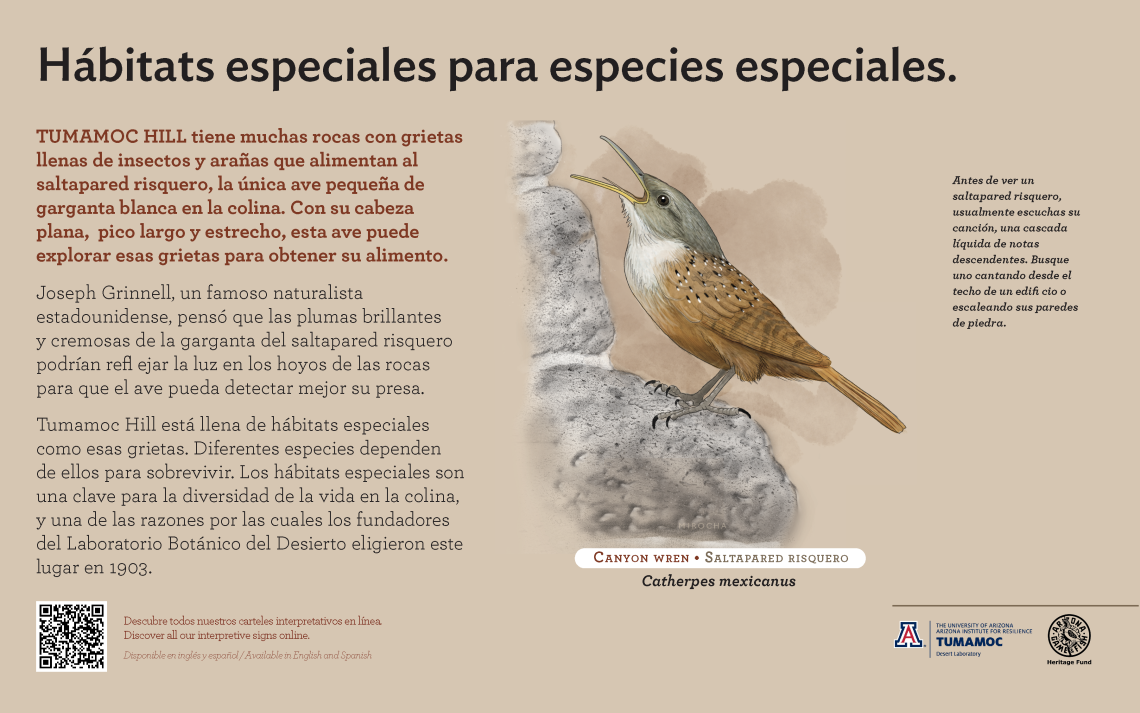 Spanish Canyon Wren species sign with descriptive text and color illustration. 