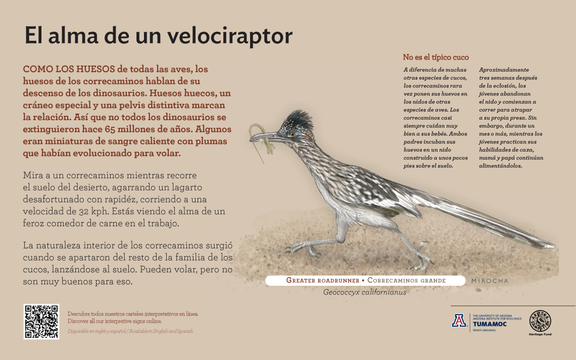 Spanish Greater Roadrunner species sign with descriptive text and color illustration. 