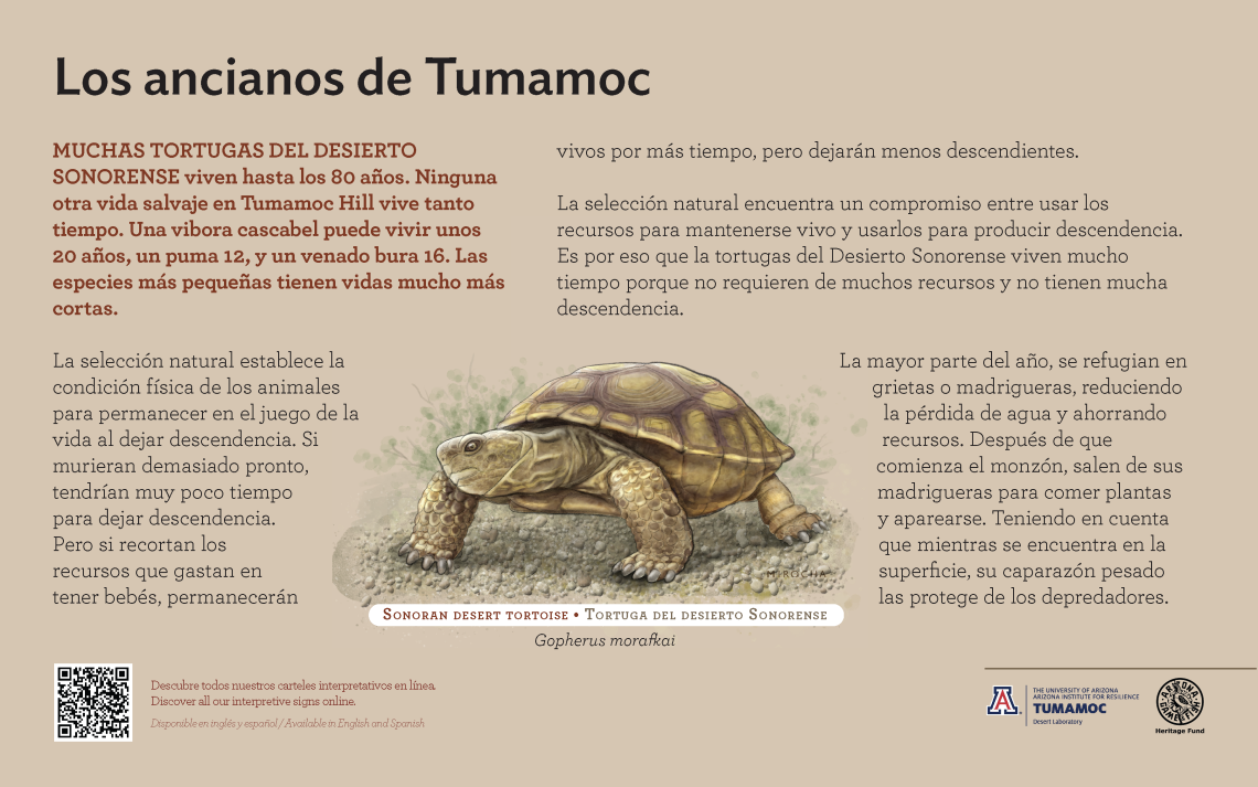 Spanish Sonoran Desert Tortoise species sign with descriptive text and color illustration. 