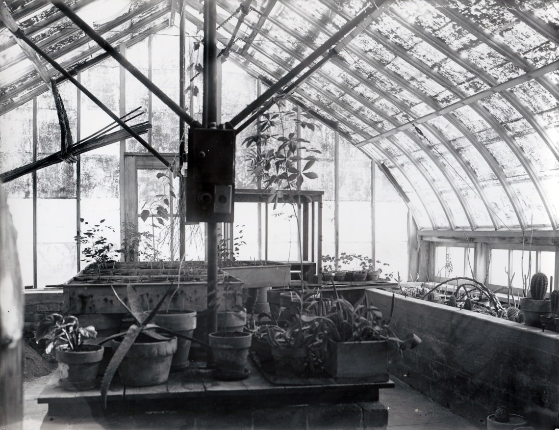  Desert Laboratory greenhouse interior ca. 1915.
