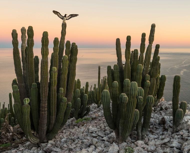Brown Booby on a cactus