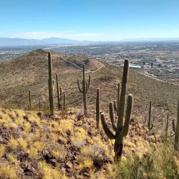 Saguaros on Tumamoc Hill