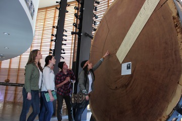 students looking at large tree ring specimen