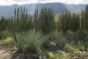 large cacti